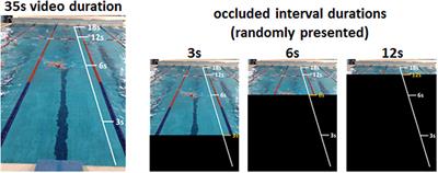 Sensorimotor Skills Impact on Temporal Expectation: Evidence from Swimmers